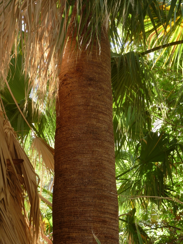 P1040031