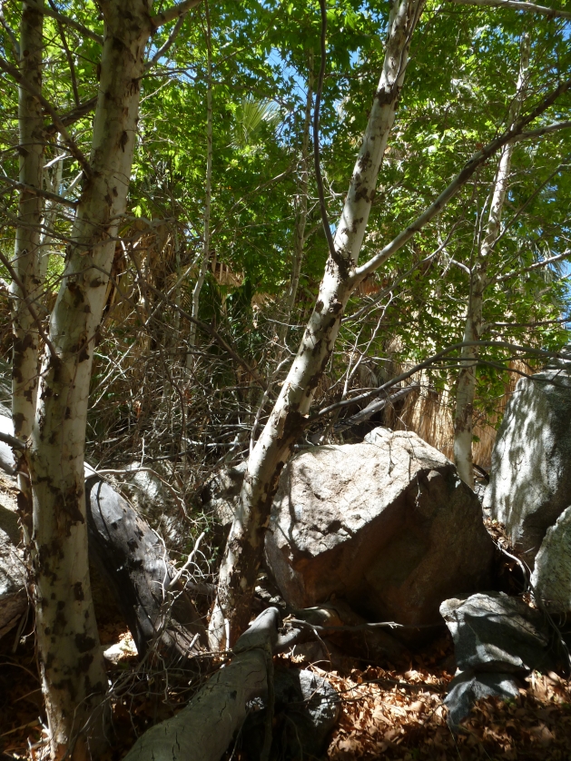 P1040036