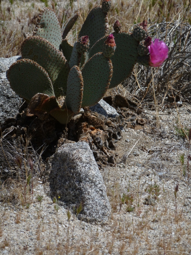 P1040102