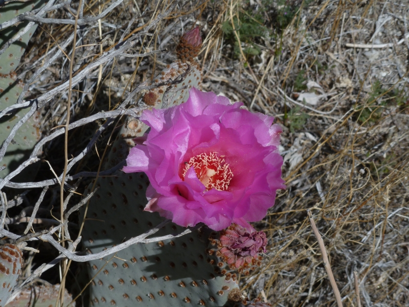P1040108